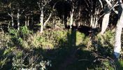 A forest in the northern part of Viborg