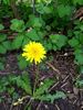 Dandelion, haha